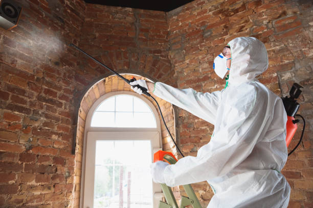 Best Black Mold Removal  in USA